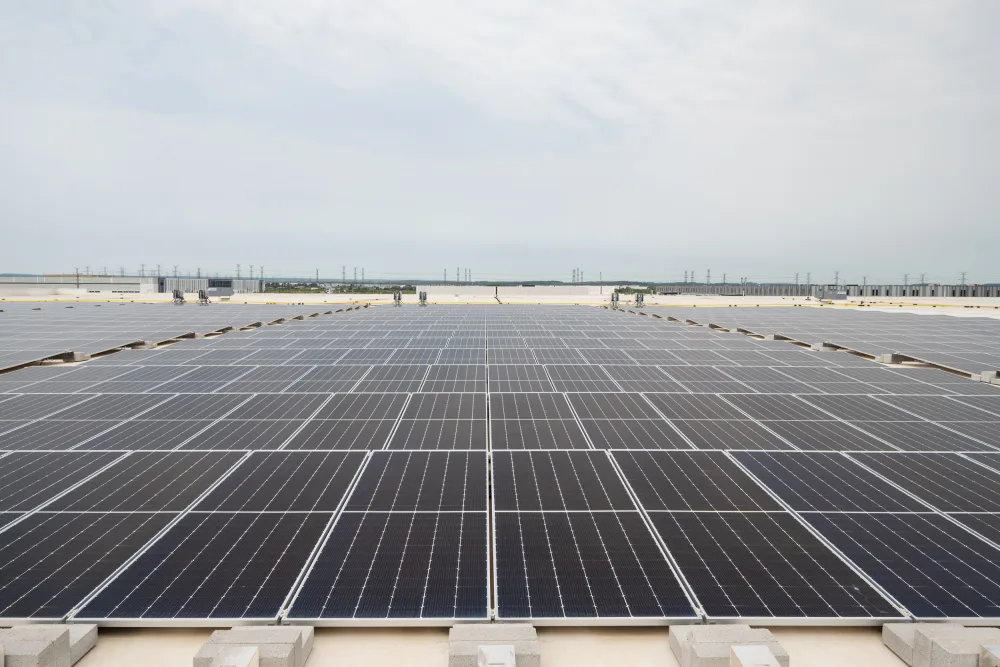 Broccolini Rona 18 8980